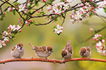 Vögel sitzen auf einem Ast im Hintergrund sind Blüten